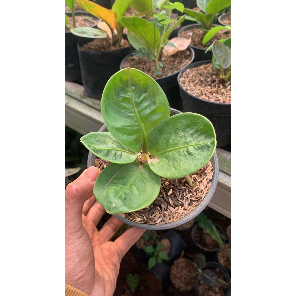 Anthurium Jemani mangkok - Daun Tebal, Warna Hijau Segar, Mudah Dirawat