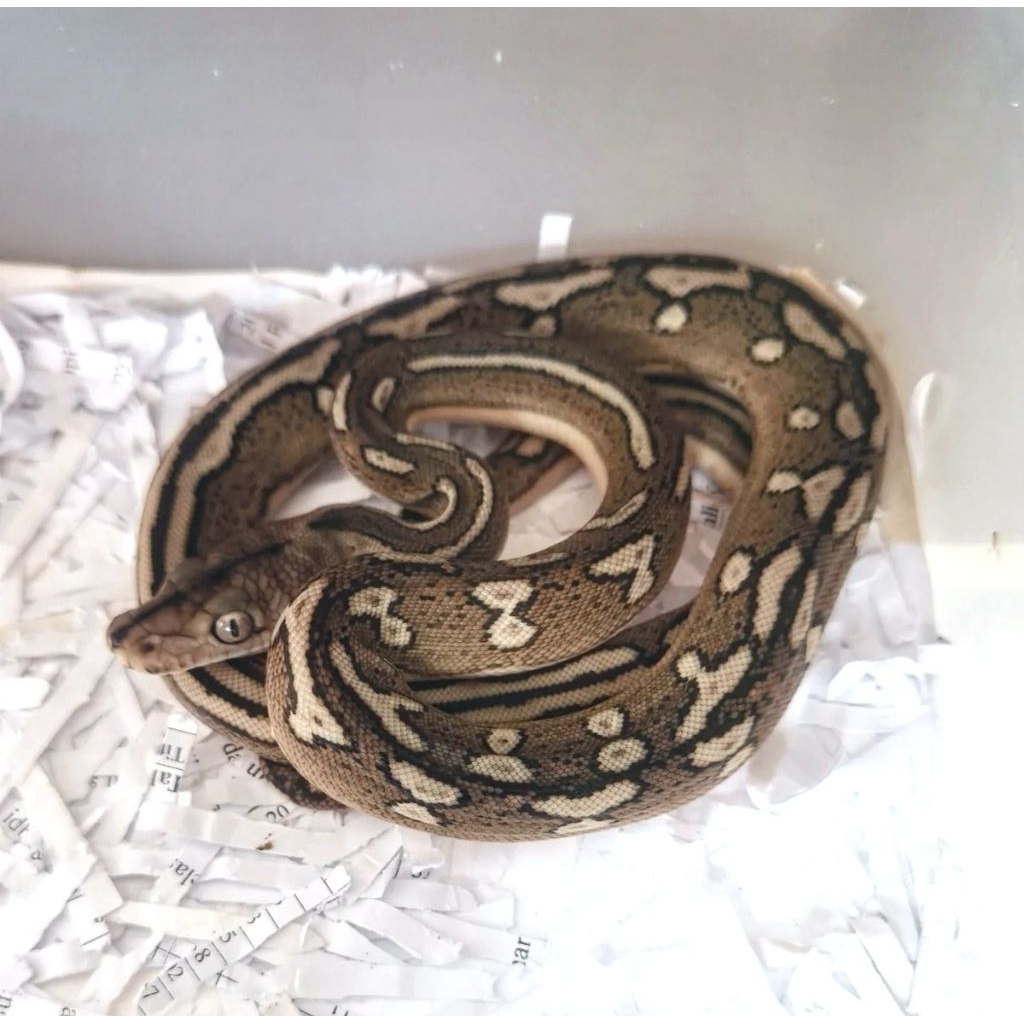 retic bacan tiger motley
