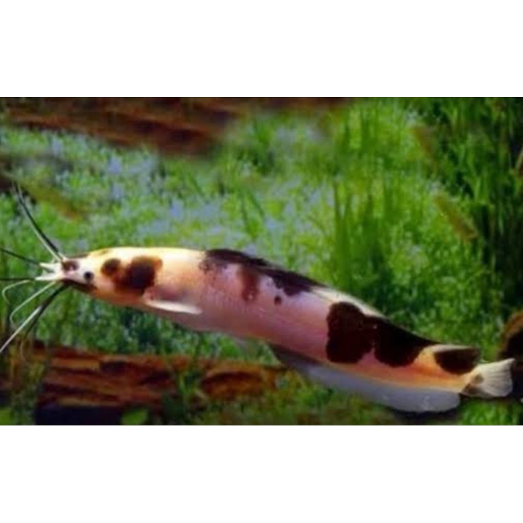 sepasang 2pcs lele albino besar dekorasi Akuarium aquaseceps aquarium air tawar