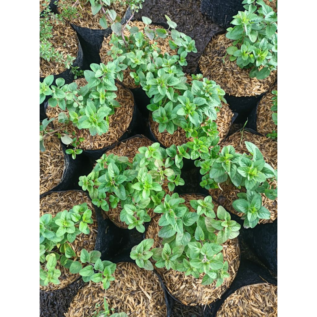 Tanaman oregano murah - bibit oregano - tanaman toga