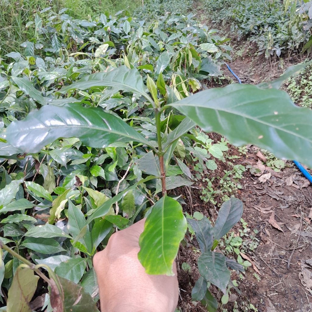 Benih/Bibit kopi Ateng super min 100 bibit.