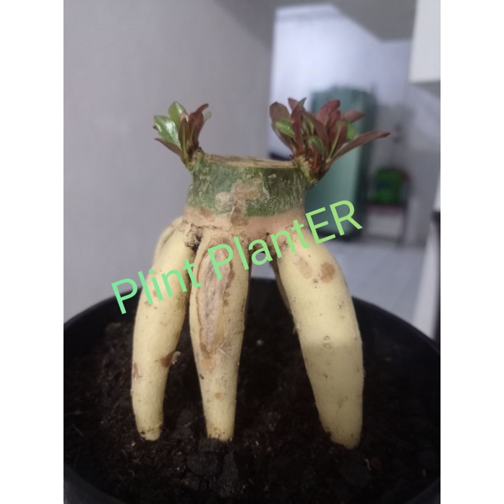adenium somalense golden root