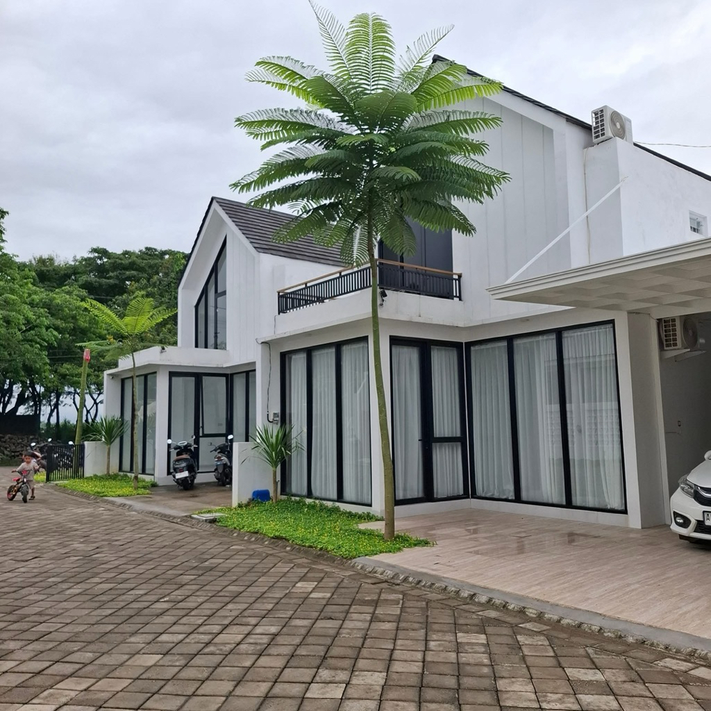 Pakis Brazil / Solobium