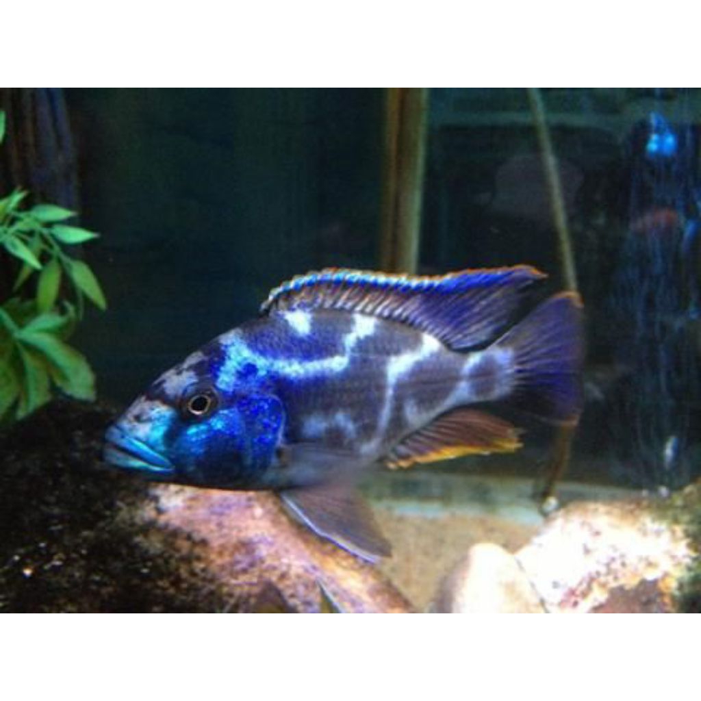 Livingstoni Pure | Livingstoni Cichlid | Nimbochromis livingstonii