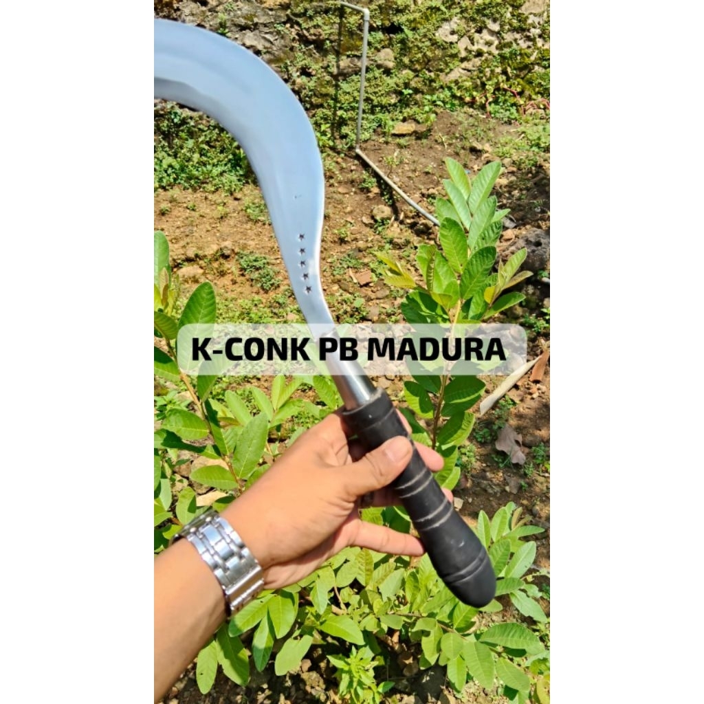 arit/sabit rumput asli baja