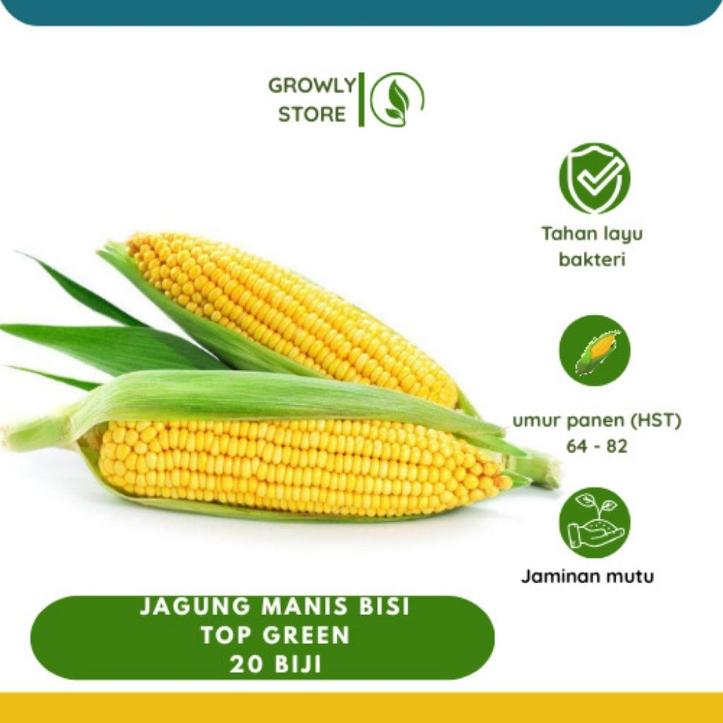 20 BIJI BENIH JAGUNG MANIS BISI TOP GREEN SIAP TANAM/ BIBIT JAGUNG