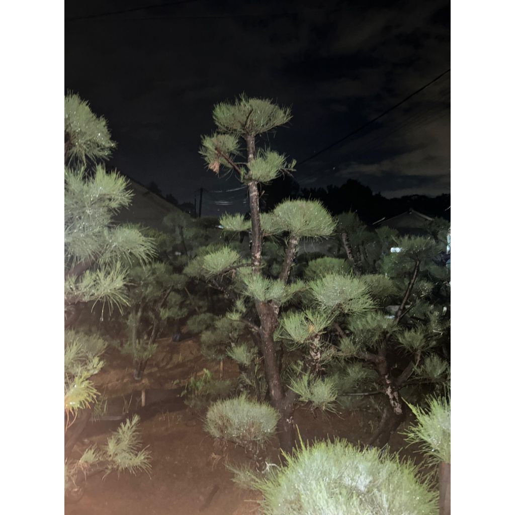 tanaman hias bonsai Cemara udang 1-2 meter