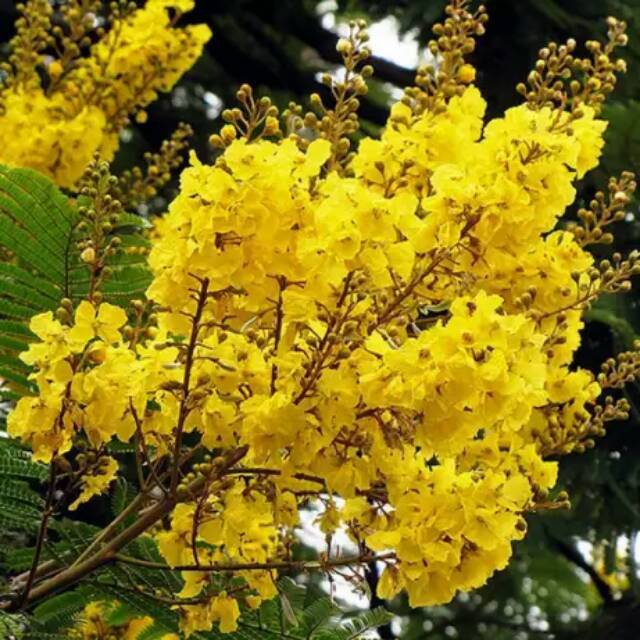 Bibit Tabebuya Kuning Tinggi 30-50 cm Pohon Besar Bunga Mirip Sakura Brasil