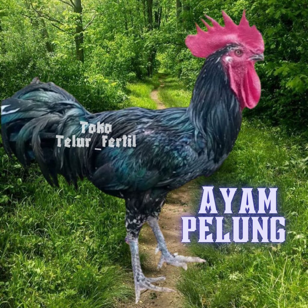 TELUR AYAM PELUNG SUPER ASLI ORIGINAL
