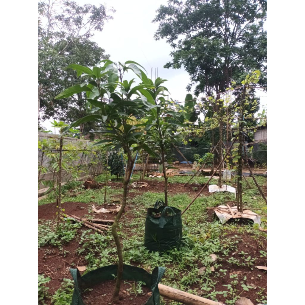 bibit mangga miyazaki