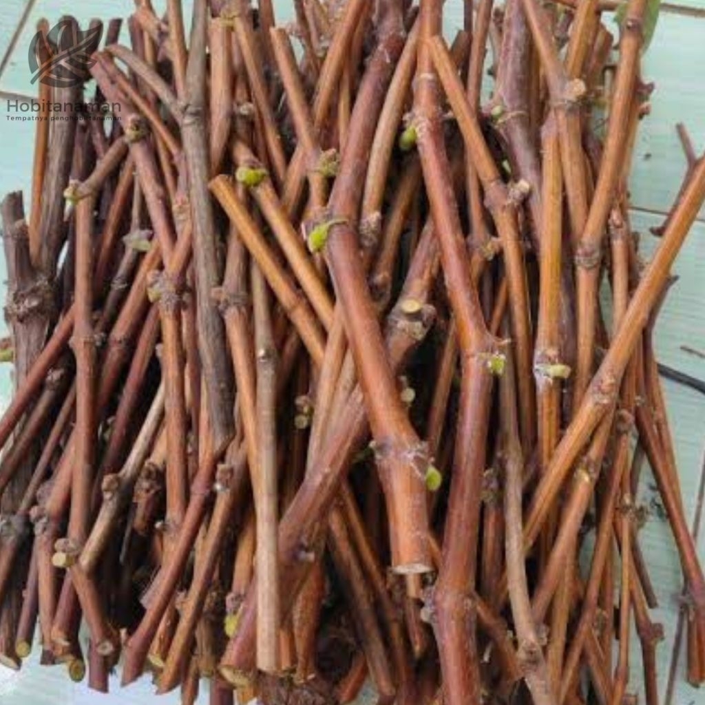 Bibit Anggur Lokal Unggul – Cutting Sudah Berakar, Siap Tanam, Cepat Tumbuh & Mudah Dirawat