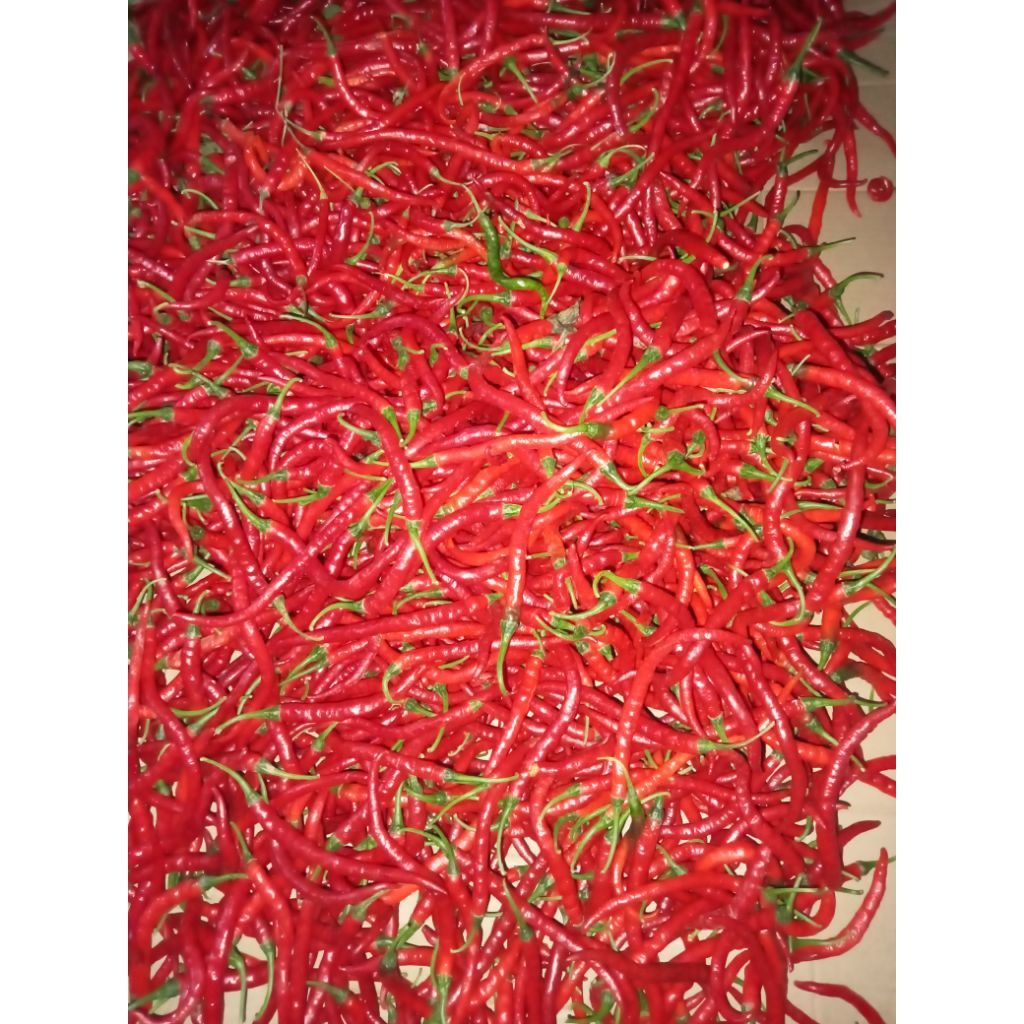 [Khusus Jawa] Cabe Merah Keriting Kiloan 1/4 kg 250gr Cabai Kriting Lombok Segar Fresh