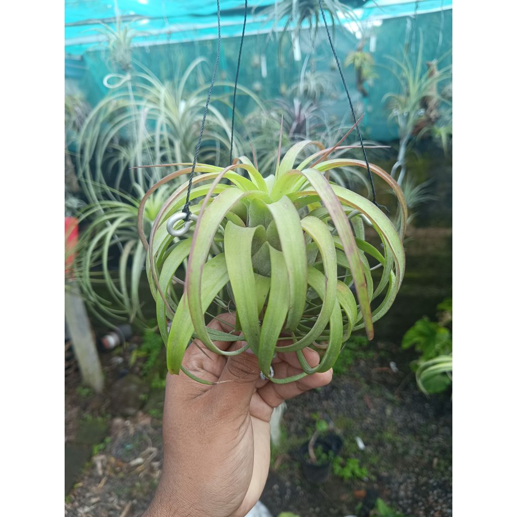 Tillandsia Eric Knobloch - Fatleaf.Bali