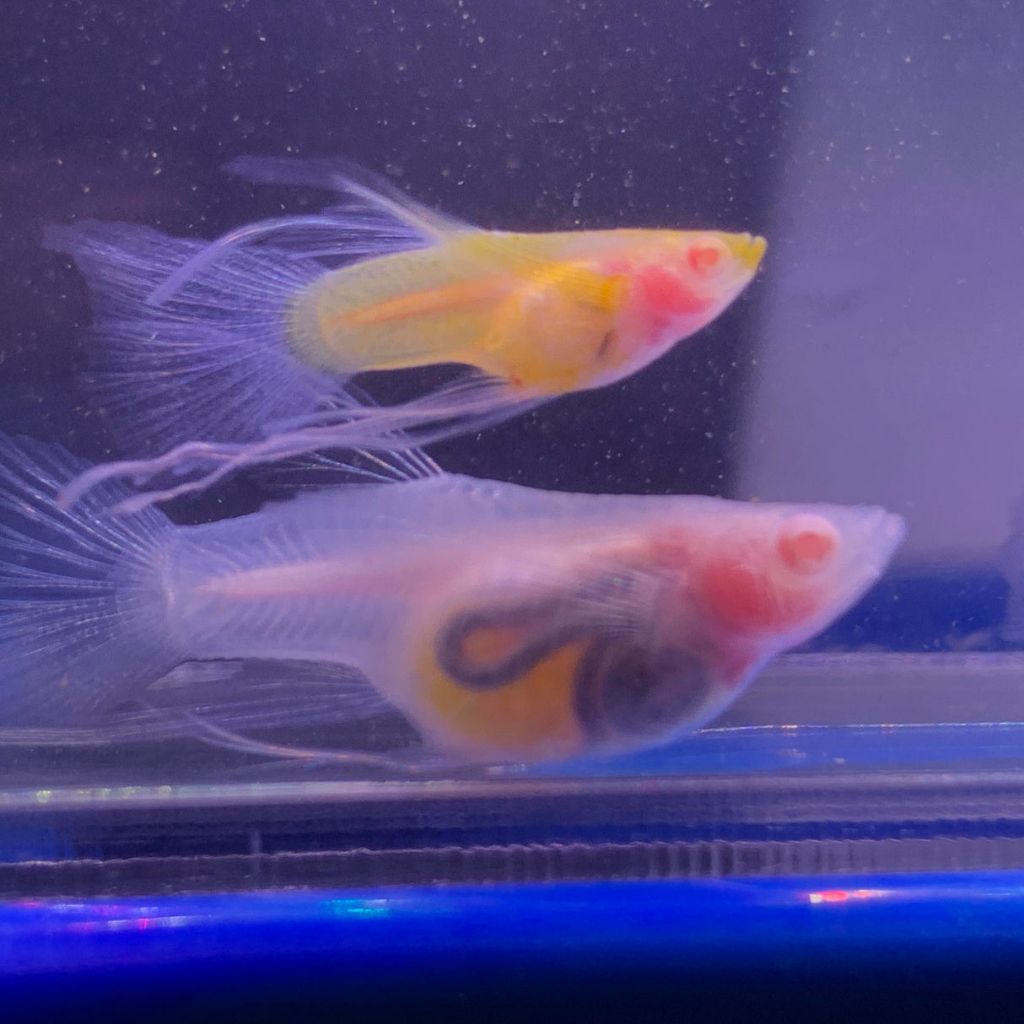 Guppy Albino Sky Blue Glass Belly Ribbon Fin C Short Body