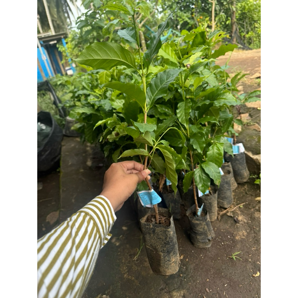 BIBIT KOPI ARABIKA