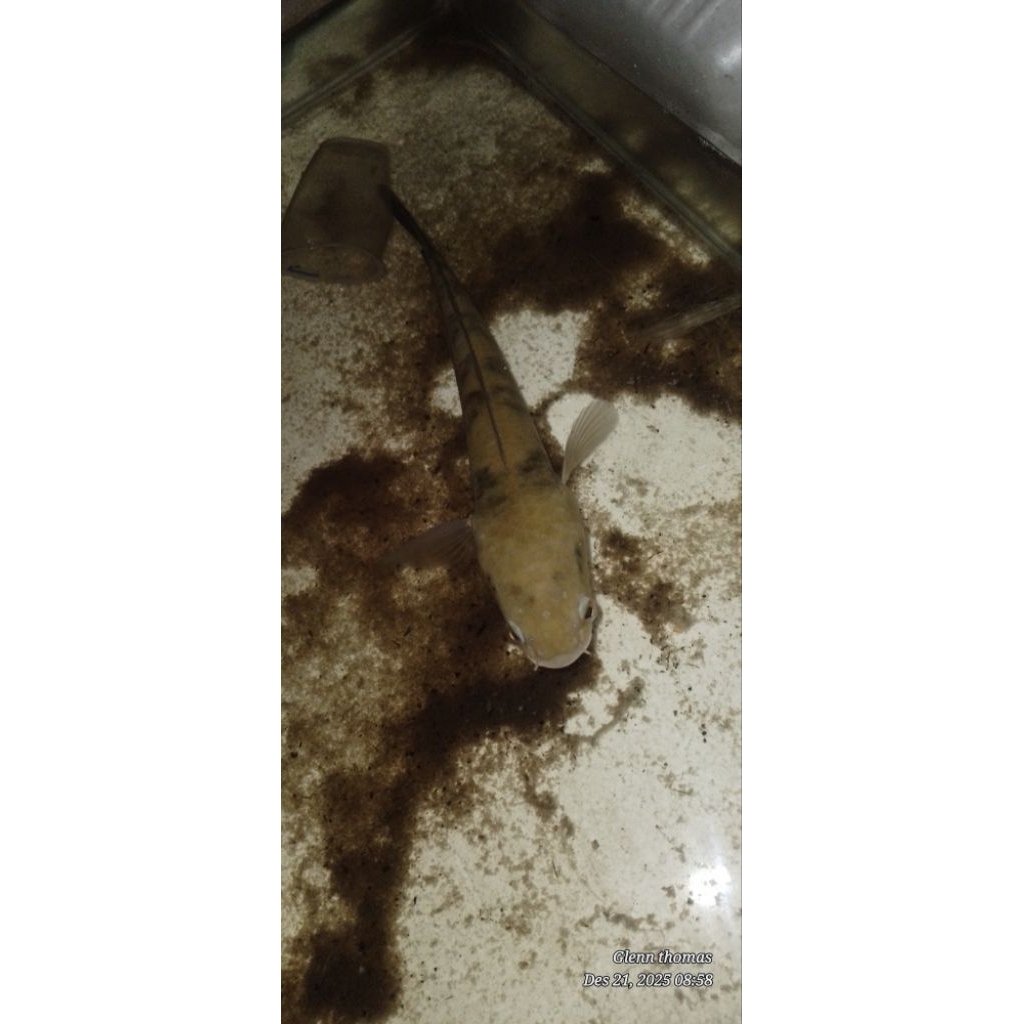 Ikan Hias Chana Maru 1 Tahun