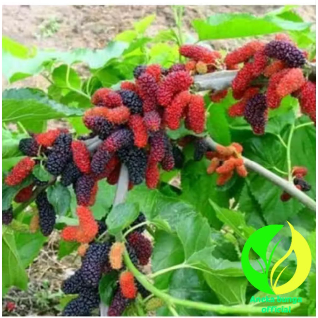 POHON BUAH MURBEI JUMBO MANIS / TANAMAN MURBEI JUMBO MANIS