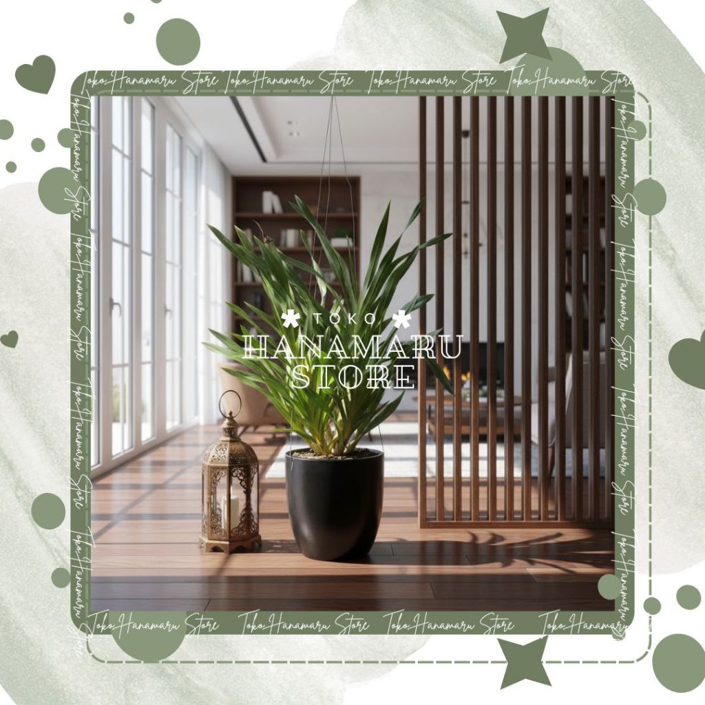 Anggrek Tebu Hutan Tanaman Anggrek