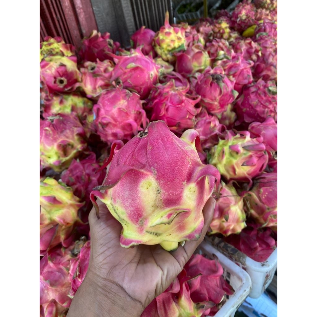 BUAH NAGA MERAH 1 KG