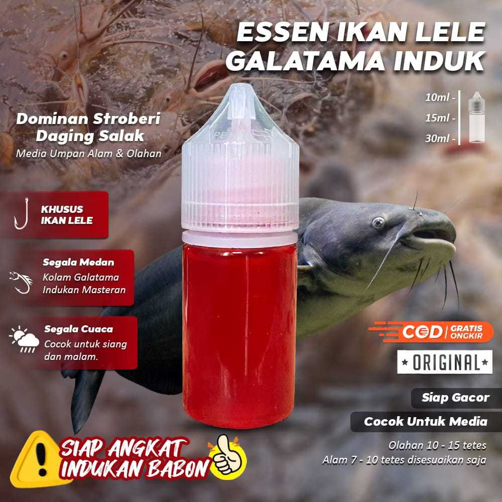 essen ikan lele galatama induk dijamin gacor