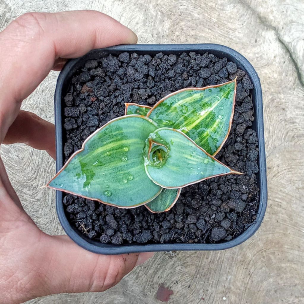 sensivera pingren varigata