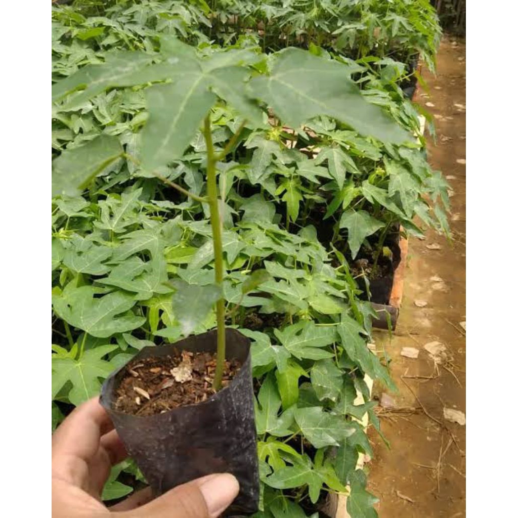 Bibit pepaya california siap tanam