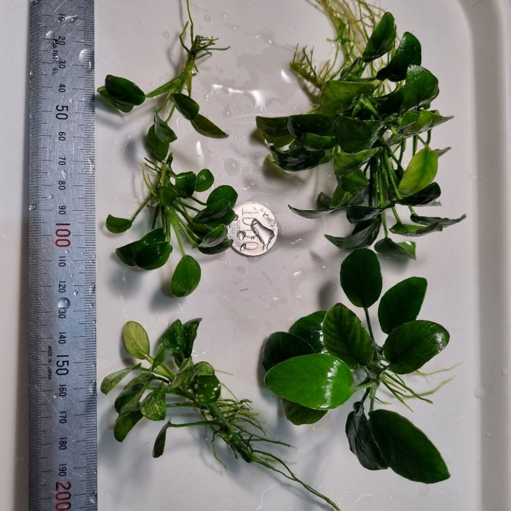 Anubias Panda hijau