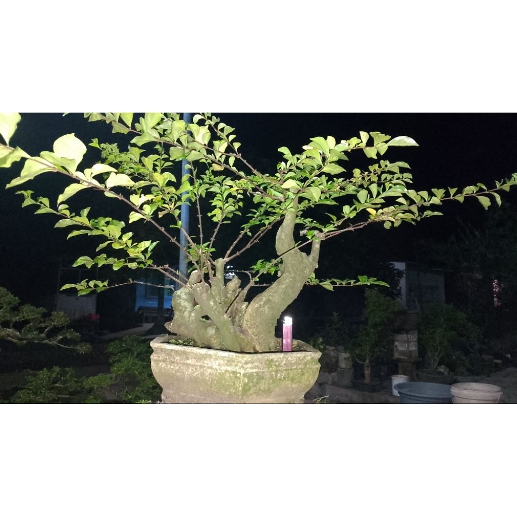 bahan bonsai DELIMA BATU