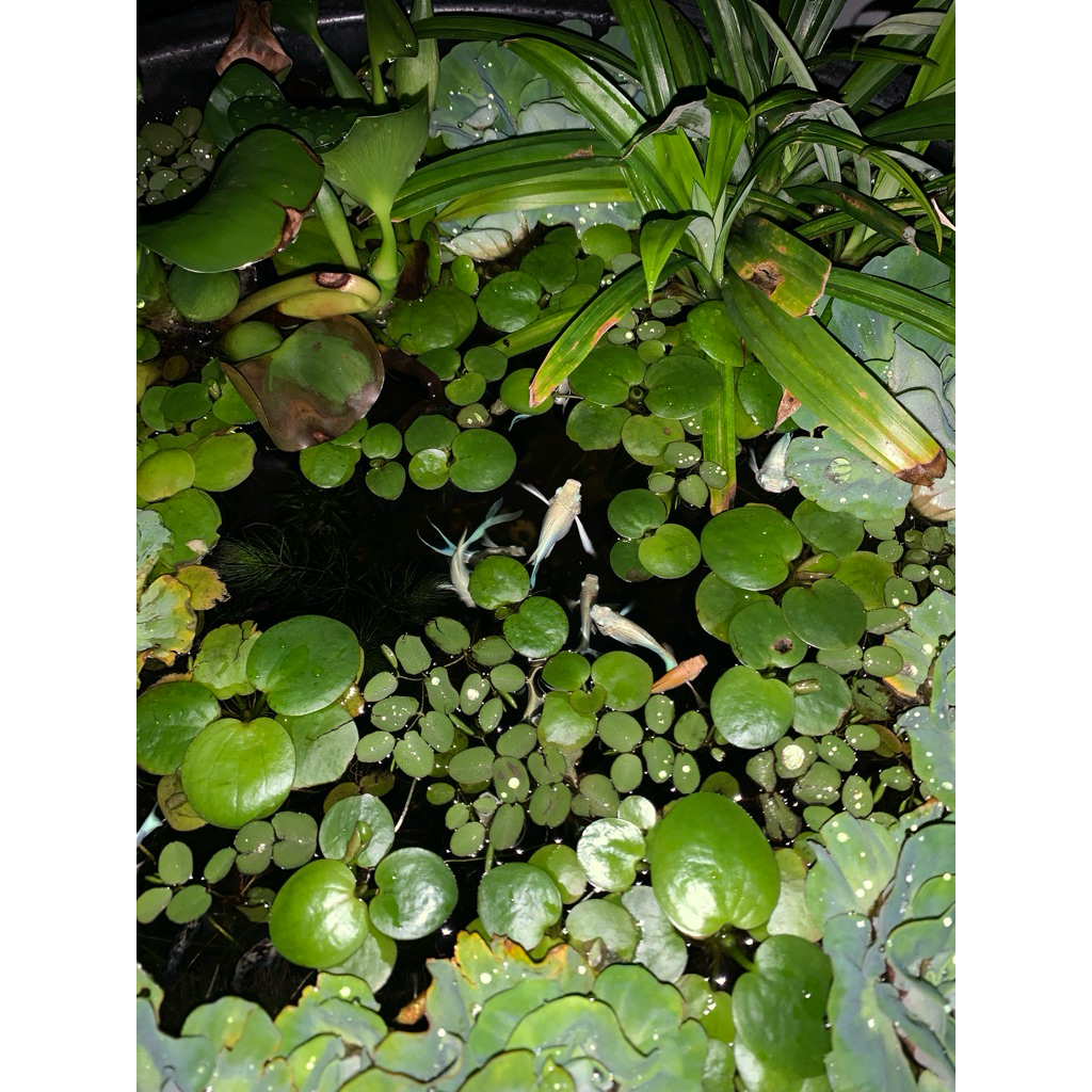 Molly jumbo platinum balon 1e