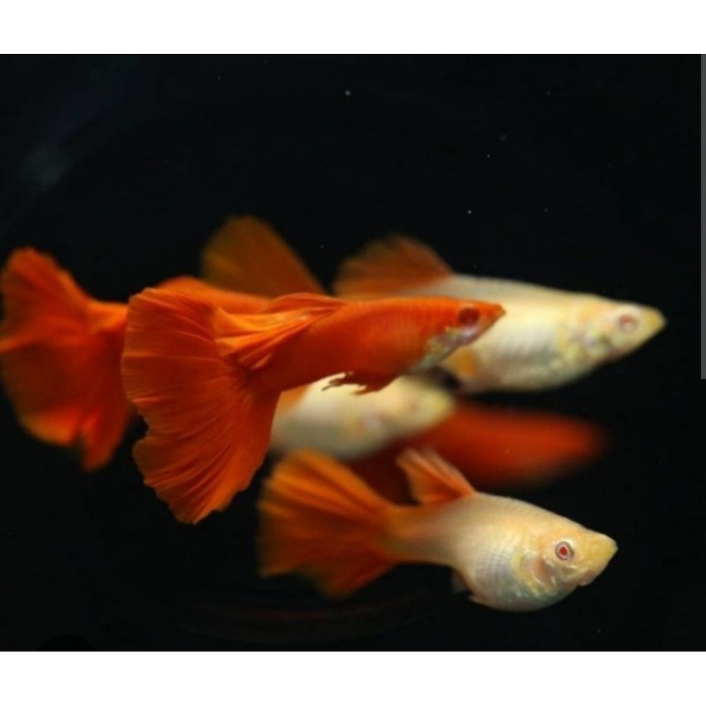 READY, Guppy Albino full red (AFR paket 4 pasang ) ikan hias air tawar