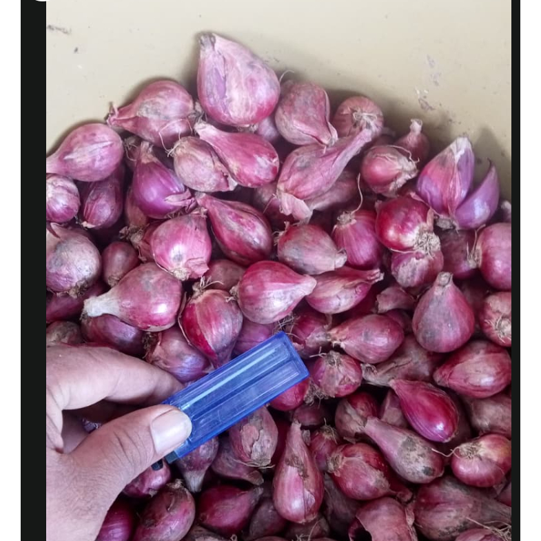 satu karung bawang merah