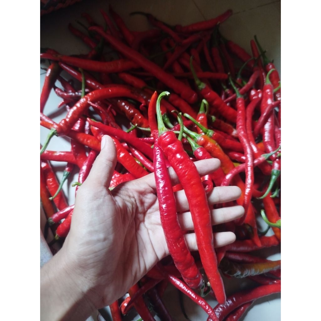 cabai merah 1/2 kg