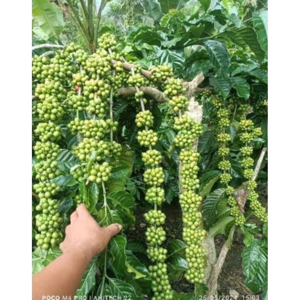 Termurah Entres kopi Arabika tunas raja unggul siap stek kualitas terbaik perpaket isi 25 bibit bonu