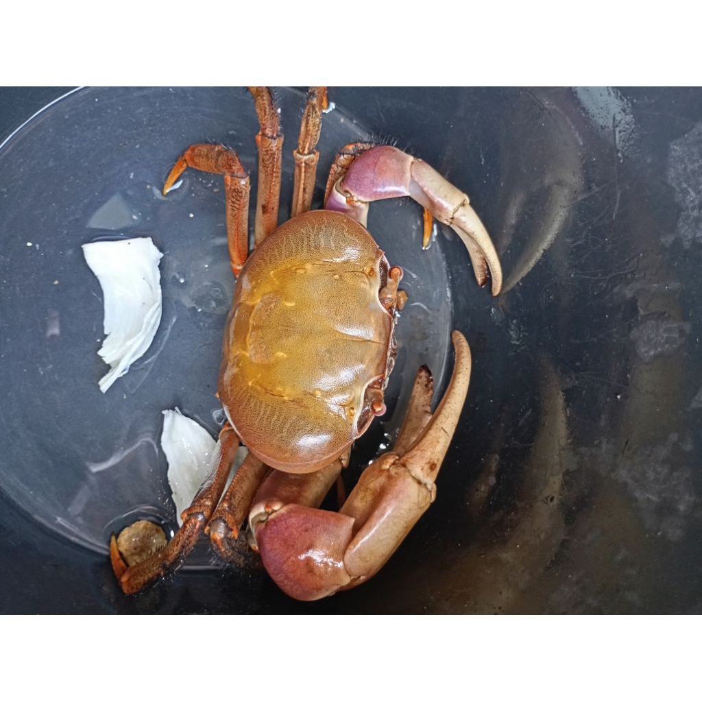 Terlaris crab mainan edukasi anak kepiting Hias Air tawar Cardisoma carnifek Krapas Ukuran 10 cm up 