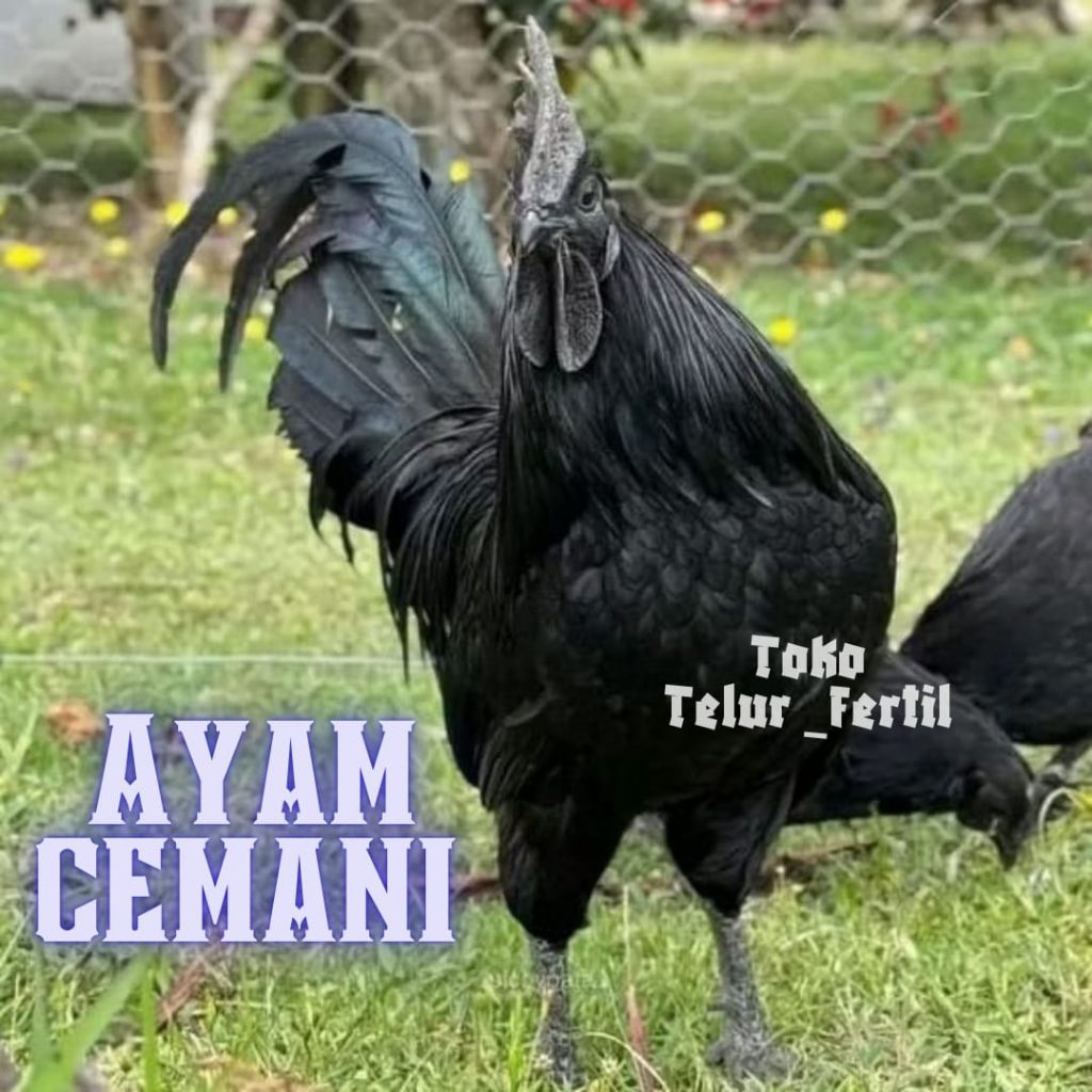 TELUR AYAM   CEMANI ASLI ORI
