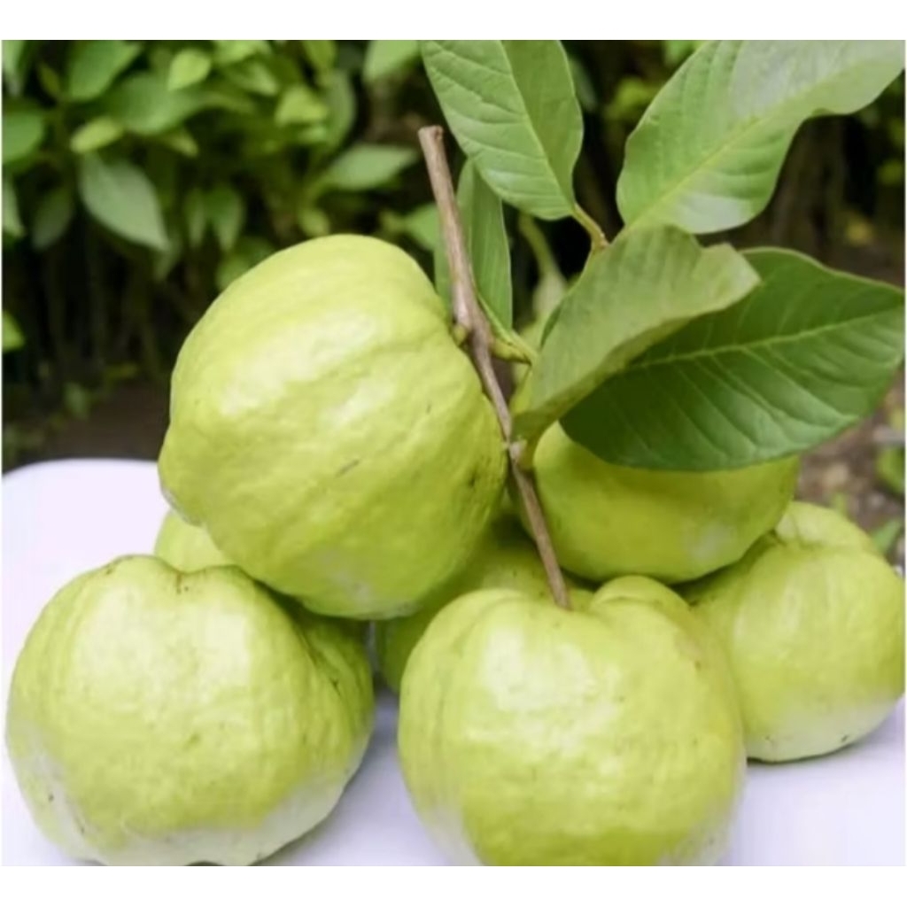 jambu kristal tanpa biji manis renyah super premium