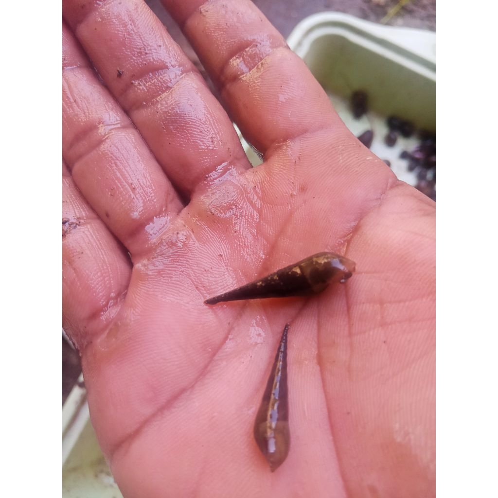 keong akuarium siput air tawar  5 pcs free 1 pcs