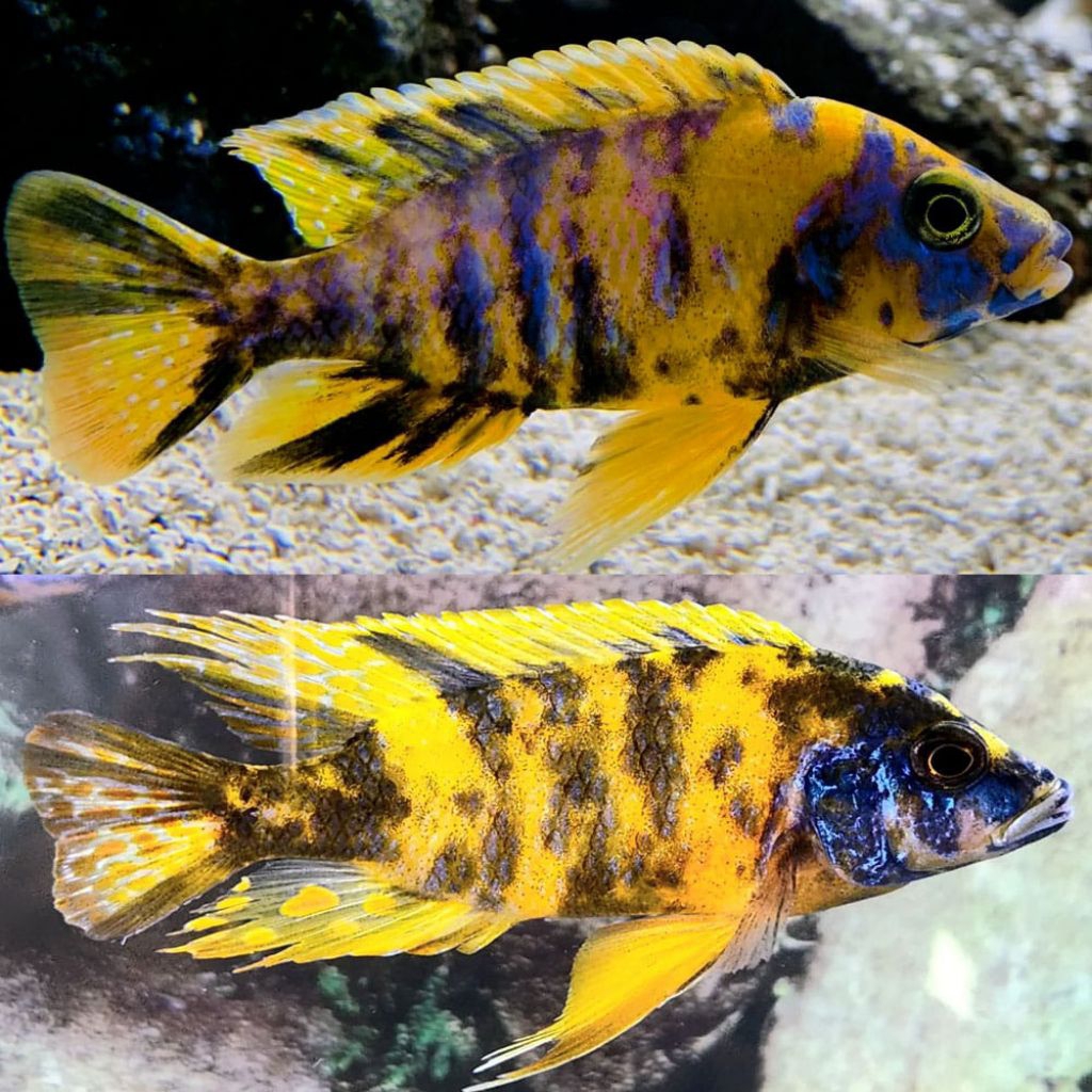 OB Peacock Kuning Pure | OB Yellow Cichlid | Cichlid Afrika