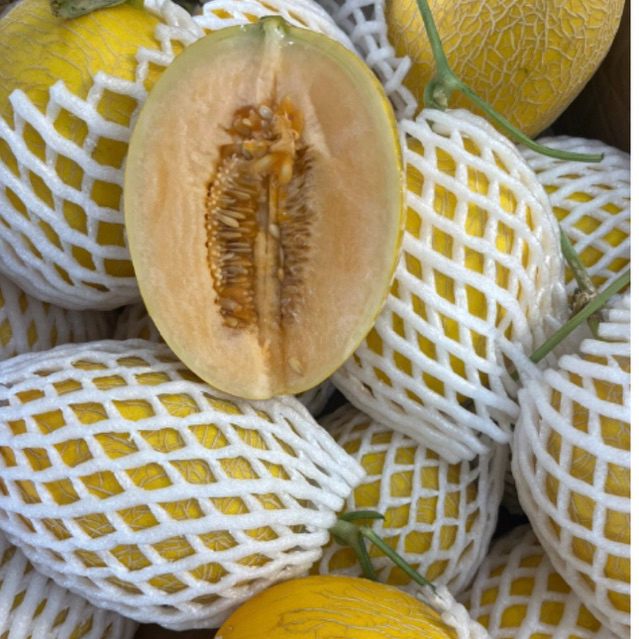 Melon Hidroponik Sweet lavender Manis Melon Jepang Manis dan Banyak Air