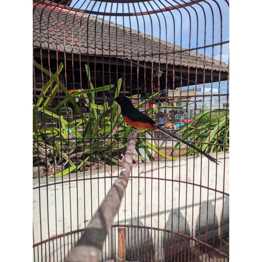 Murai batu medan pastol gacoran prospek fhigter non gembung