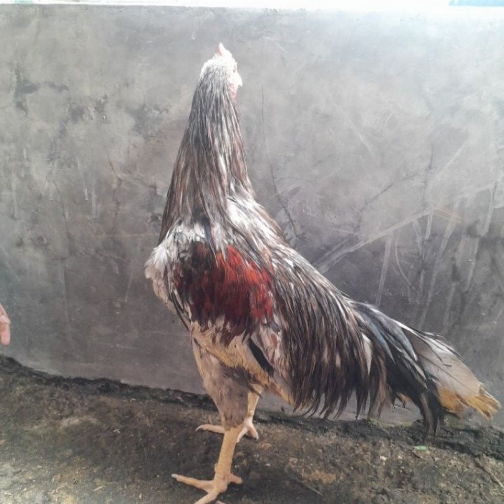 Ayam jago kampung hidup