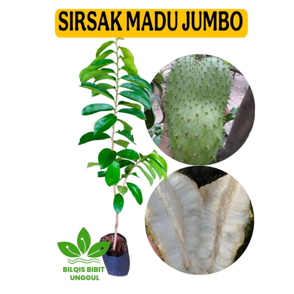 BIBIT BUAH SIRSAK MADU JUMBO SUPER