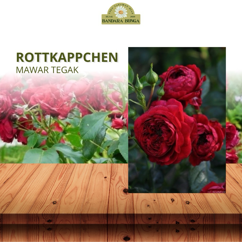 Tanaman Hidup Bunga Mawar Import ROTTKAPPCHEN-mawar merah-bunga mawar cantik-Bunga mawar rambat