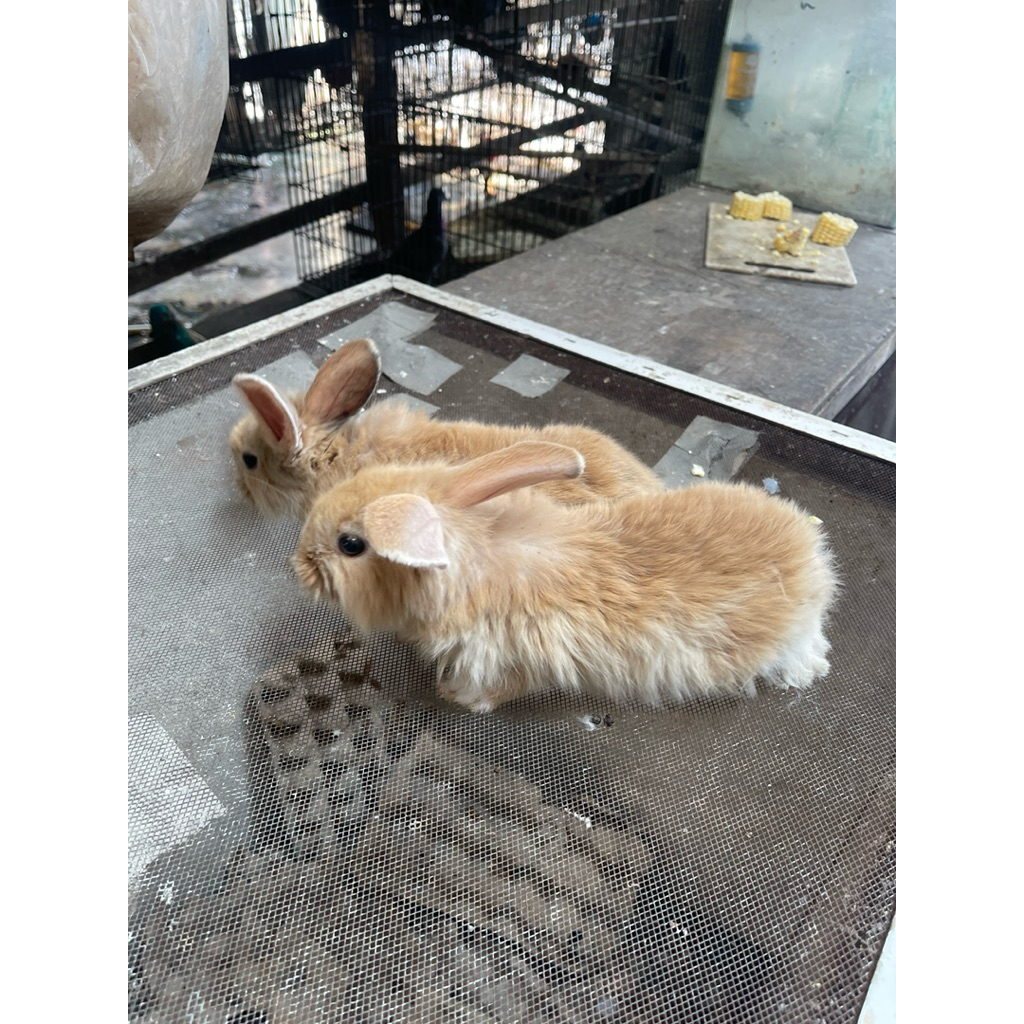ANAK KELINCI ANGGORA COMEL