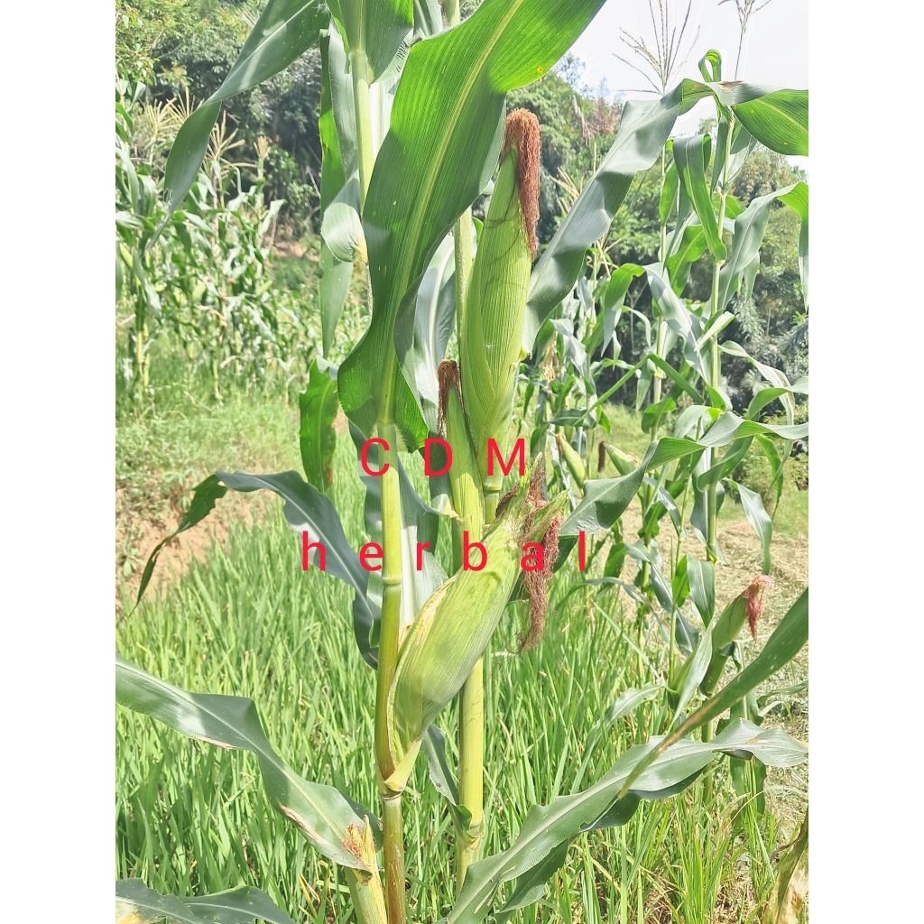 jual jagung huma muda 1kg  atau jagung gunung