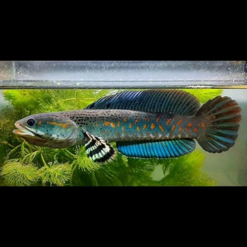 Makanan Channa bp Blue Pulchra ±16cm grade a
