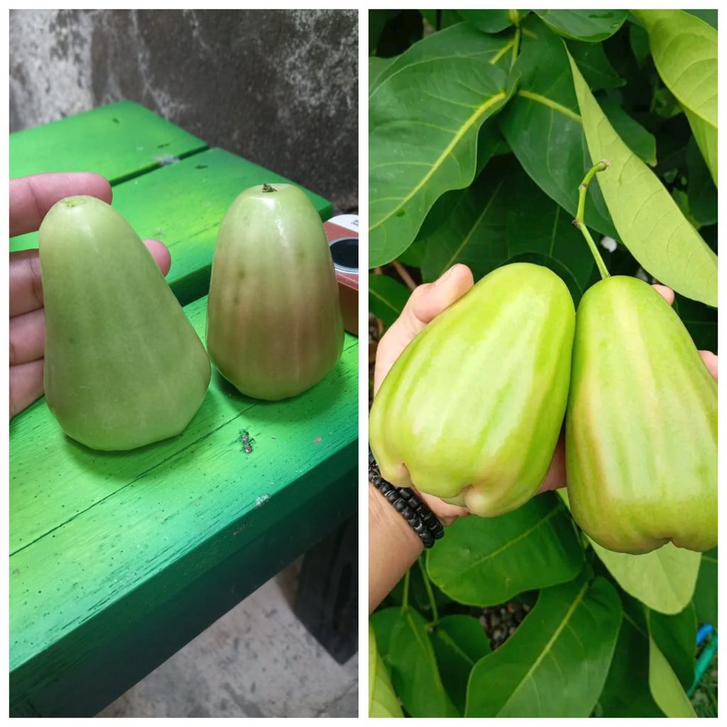 bibit jambu air kombinasi GG VS salju