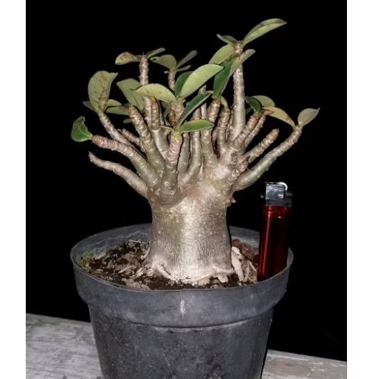 Kamboja Jepang - Adenium unik original kipas- Kristata- karakter Nsdd x Zi