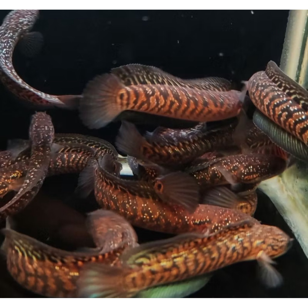 Asiatika Rsp Kalimaya 8-10cm Ikan Channa Asiatica