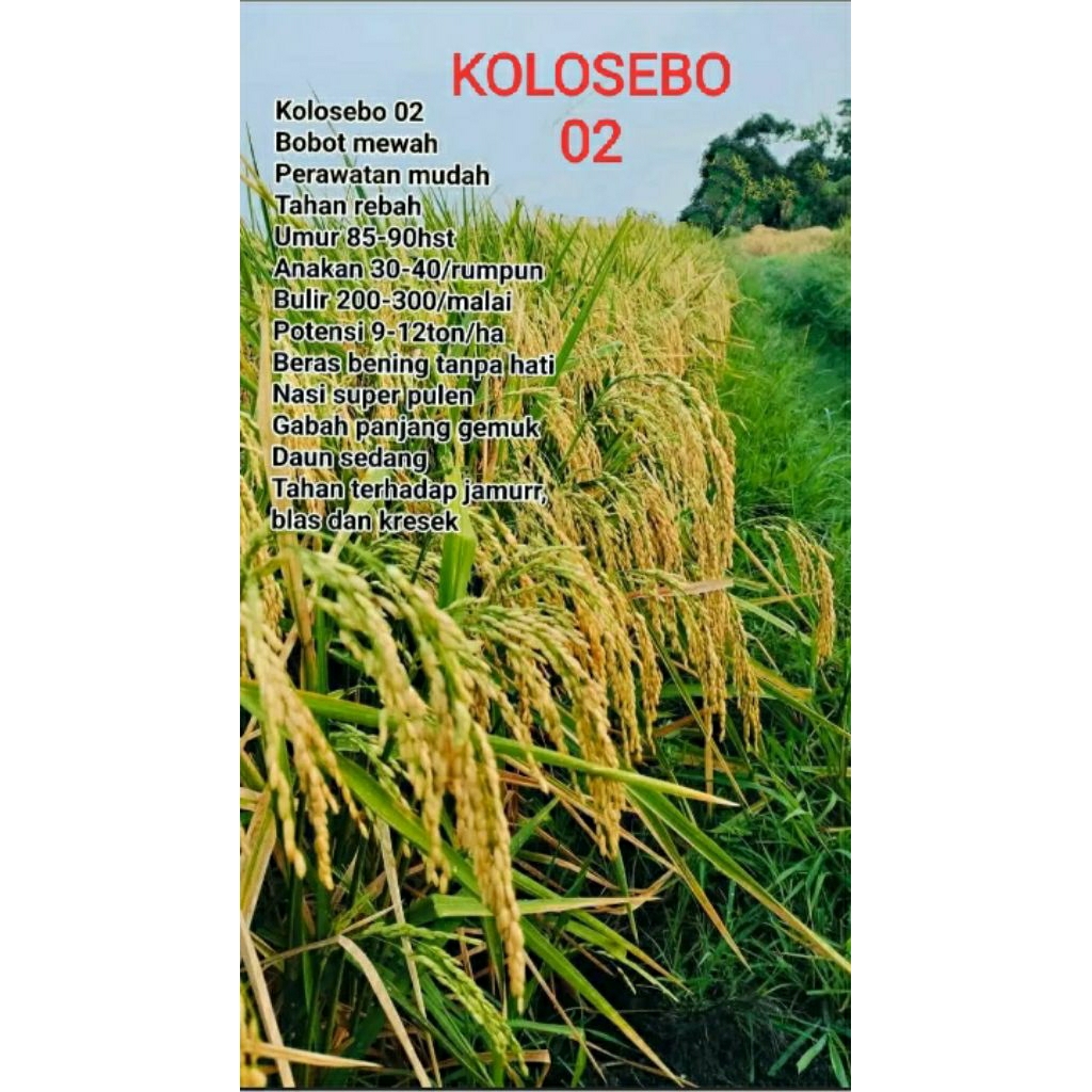 BENIH PADI KOLOSEBO 1KG
